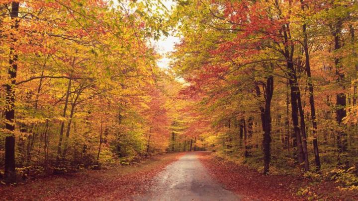 skov med blade i efterårsfarve